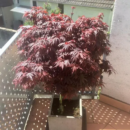 Naegler Διαμέρισμα Erbach (Rheingau)